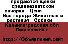 продаются щенки среднеазиатской овчарки › Цена ­ 30 000 - Все города Животные и растения » Собаки   . Калининградская обл.,Пионерский г.